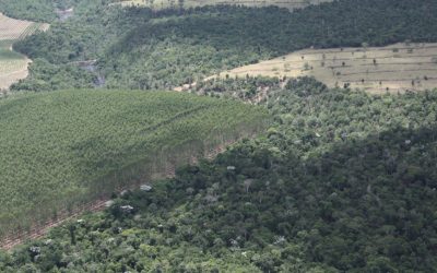 Fórum Florestal do Extremo Sul da Bahia lança novo edital para Monitoramento da Cobertura Vegetal na Bahia