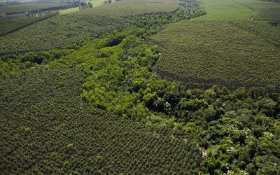 Sustentabilidade da região é pauta do Fórum Florestal Bahia