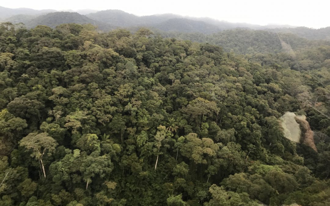 Diálogo Florestal lança relatório com conquistas de 2019