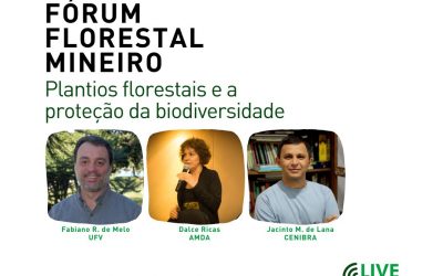 Live do FF Mineiro abordará plantios florestais e sua relação com a proteção da biodiversidade