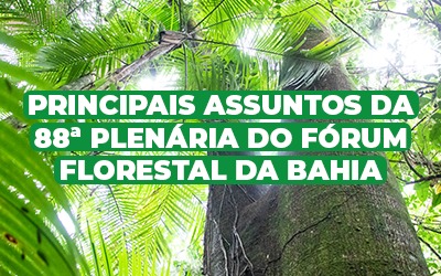 Fórum Florestal da Bahia: atuação de grupos de trabalho, monitoramento de acordos e apresentação de projetos são alguns destaques de sua 88ª plenária