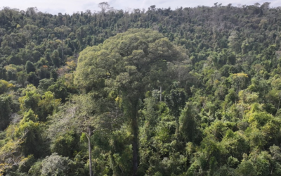 Biodiversidade no centro do diálogo