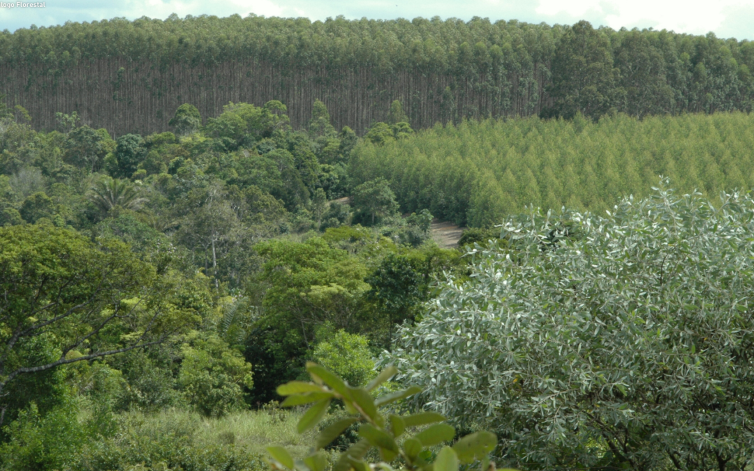 Novos membros são eleitos para compor o Conselho de Coordenação do Diálogo Florestal