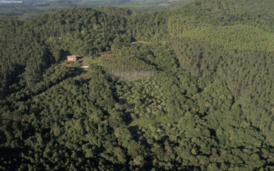 Apenas 3,3% das propriedades brasileiras tiveram a análise do Cadastro Ambiental Rural (CAR), concluída