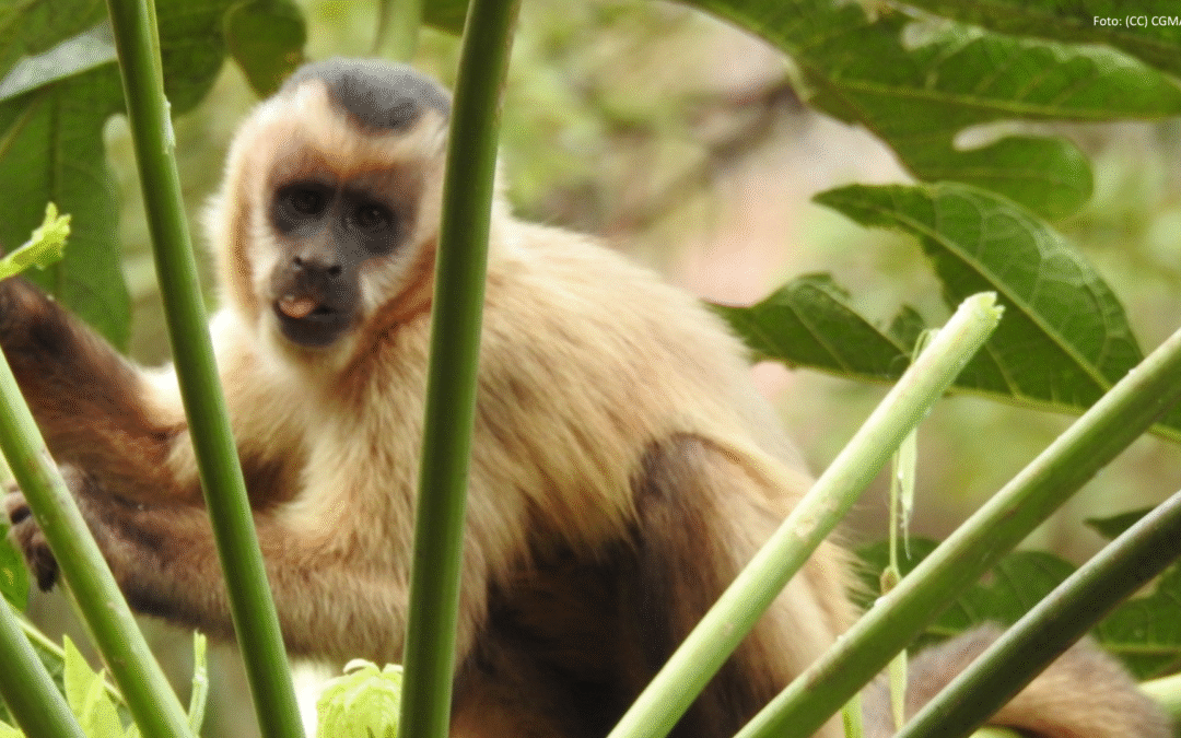 Na esteira de instituição de decreto da EPANB, Diálogo Florestal cria GT de Biodiversidade