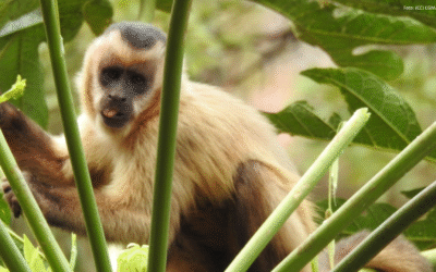 Na esteira de instituição de decreto da EPANB, Diálogo Florestal cria GT de Biodiversidade