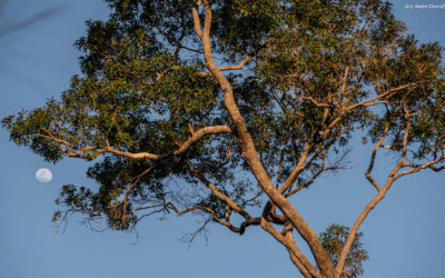 Diálogo Florestal lança relatório de atividades de 2024