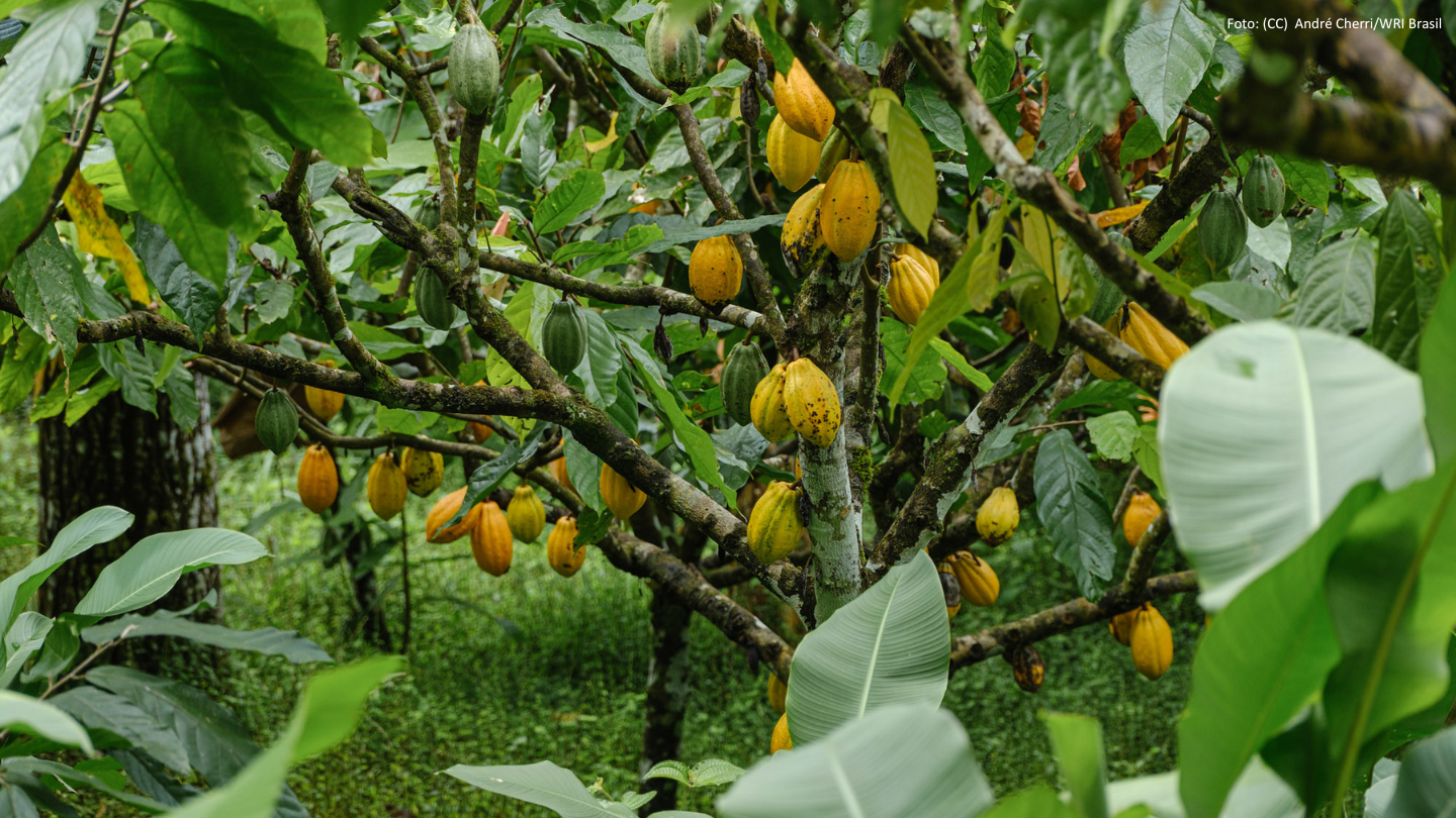 Confira a moção de alerta e a moção de apoio endereçadas ao governo baiano pelo Fórum Florestal da Bahia
