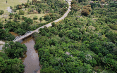 Confira as novidades do MapBiomas, iniciativa com a qual o Diálogo Florestal tem parceria