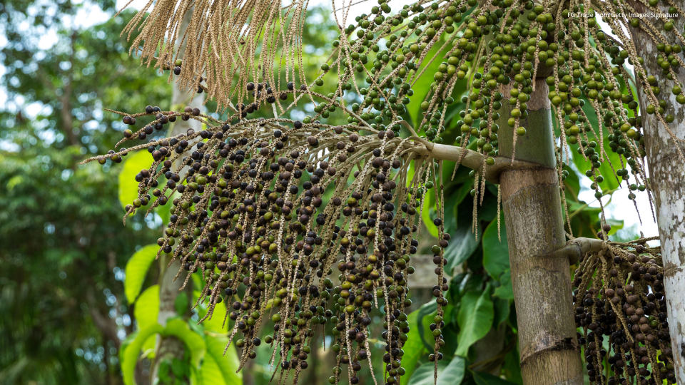 acai_FG Trade from Getty Images Signature