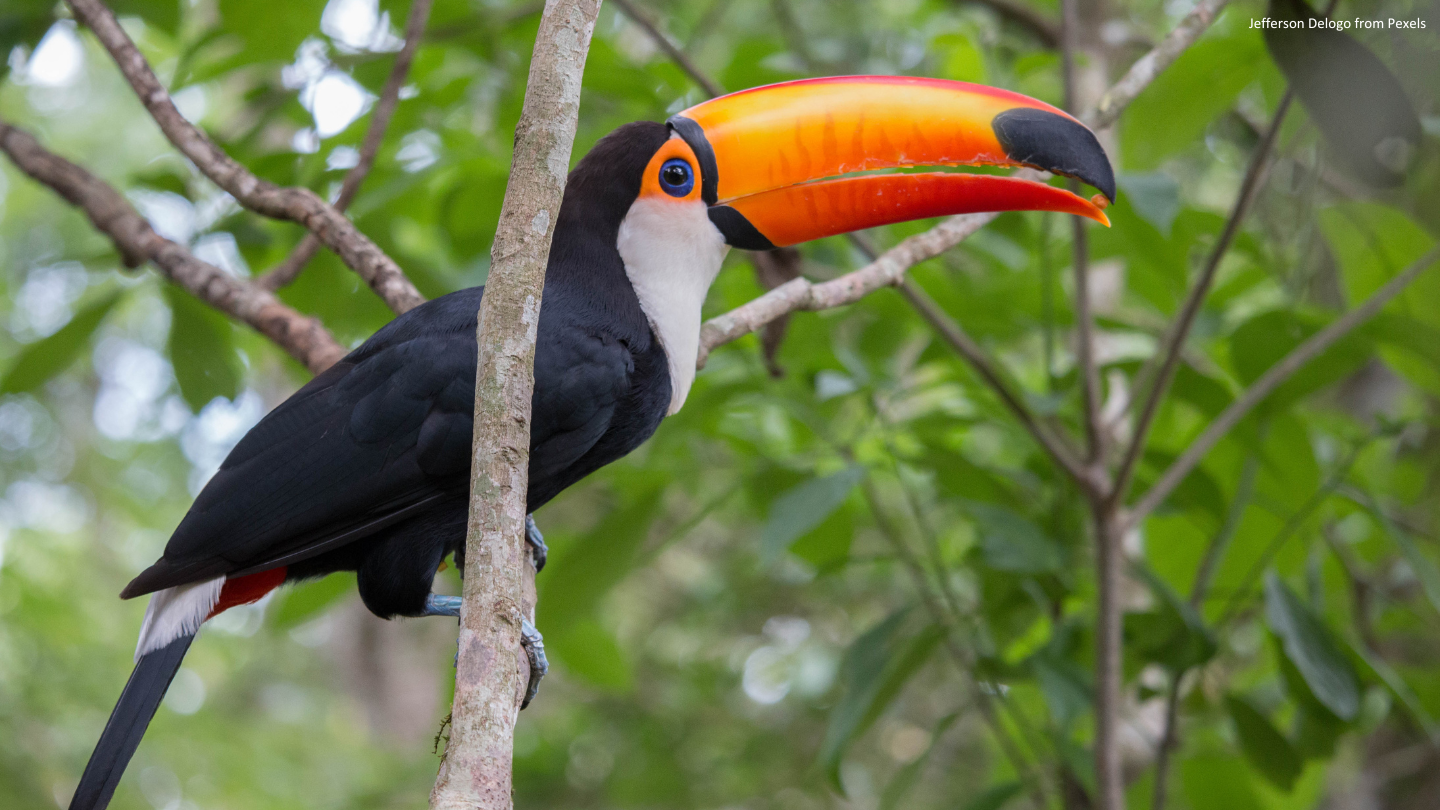 tucano_Jefferson Delogo from Pexels