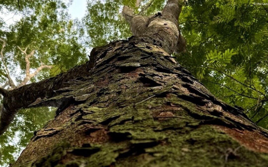 Diversificação de espécies florestais madeireiras e oportunidades de mercado são tema de seminário do Fórum Florestal da Amazônia