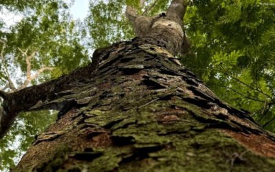 Diversificação de espécies florestais madeireiras e oportunidades de mercado são tema de seminário do Fórum Florestal da Amazônia