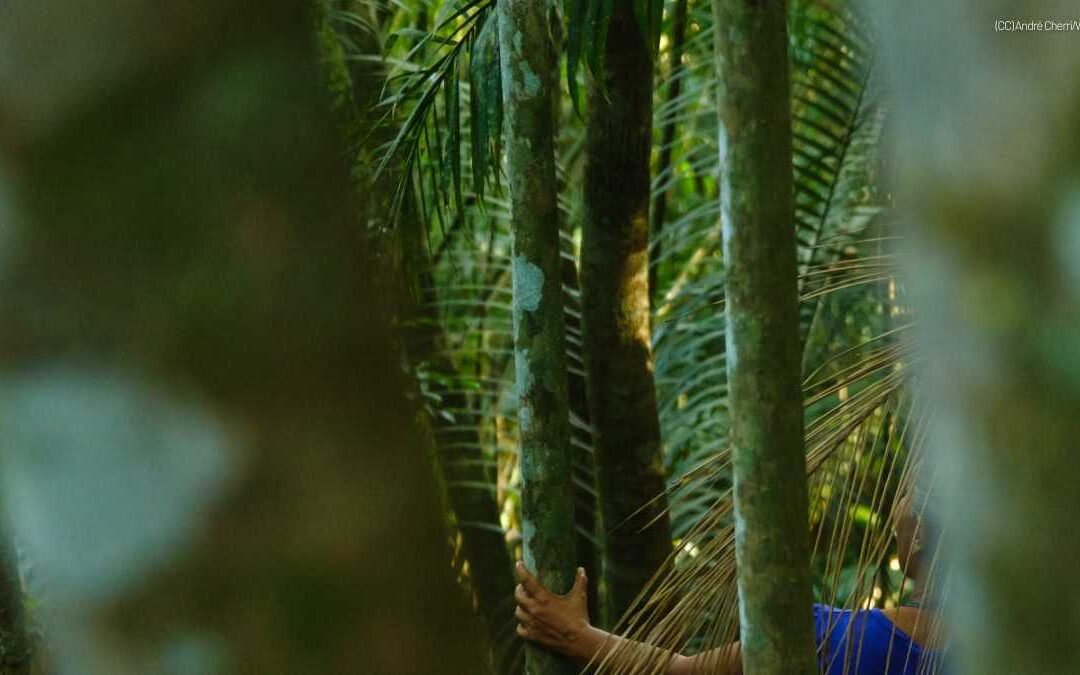 Sociedade civil, setor privado e poder público destacam a urgência da implementação em escala do Código Florestal