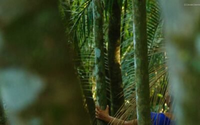 Sociedade civil, setor privado e poder público destacam a urgência da implementação em escala do Código Florestal