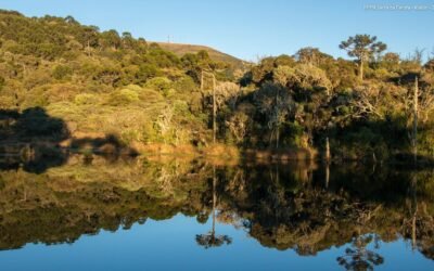 Fórum Florestal Paraná e Santa Catarina debate PSA e relações possíveis com a Silvicultura