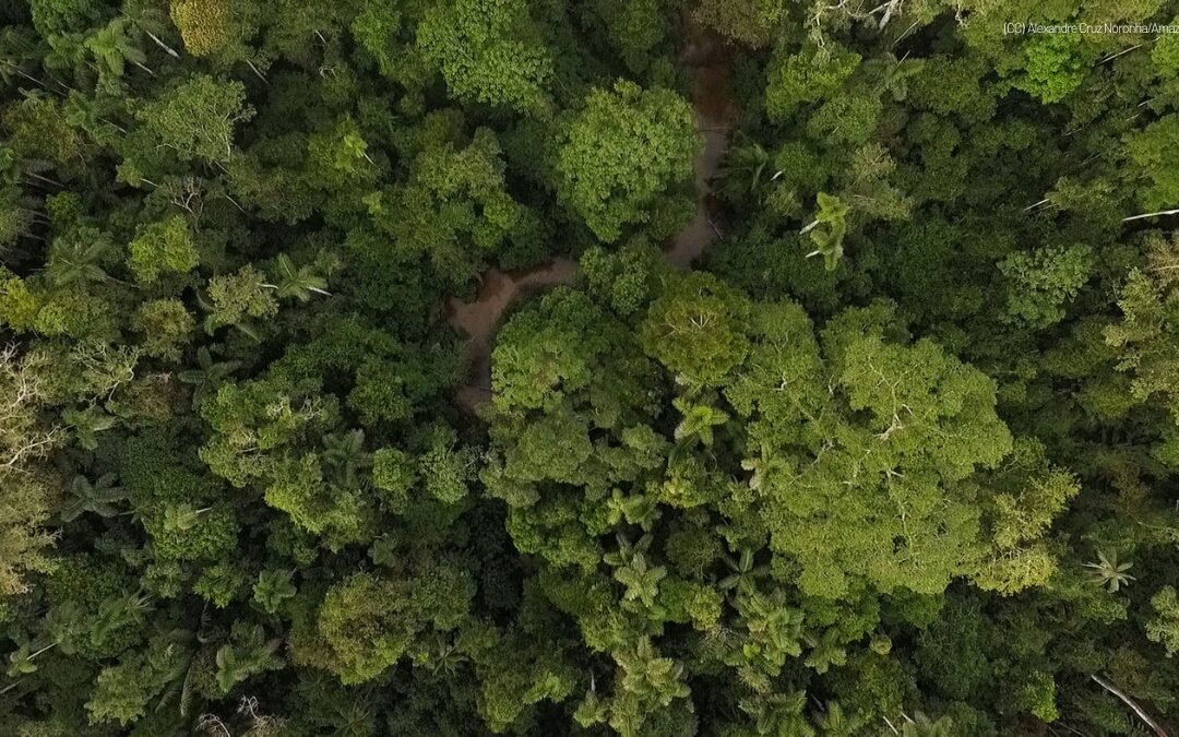 Diálogo Florestal divulga carta aberta à COP 30