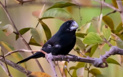 Biodiversidade e Sociedade: Fórum Mineiro debate a implementação do Código Florestal