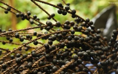 Contribuições do Fórum Florestal da Amazônia para agenda climática no contexto da COP30