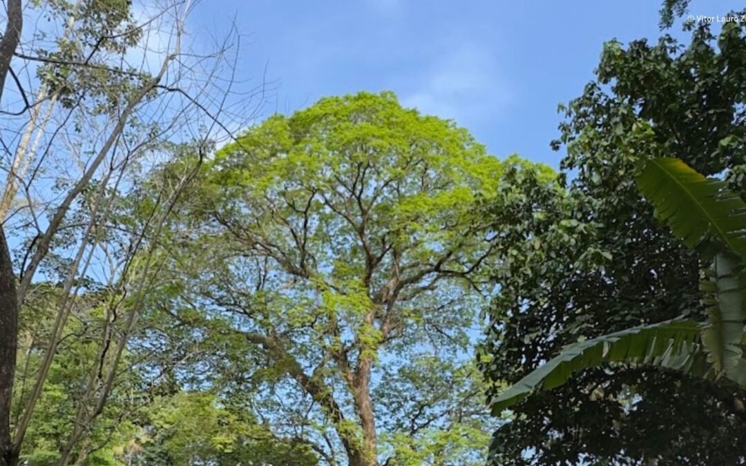 Diálogo Florestal elegerá novos membros para o Conselho de Coordenação Nacional