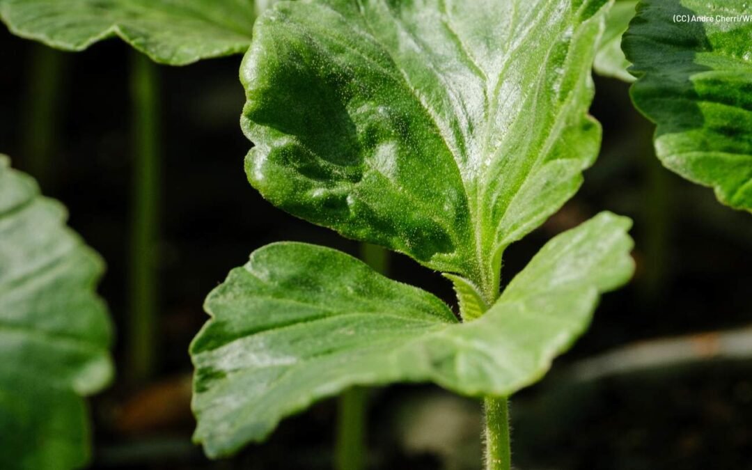 Fórum Florestal Paulista define caminhos para fortalecer a restauração ecossistêmica no estado