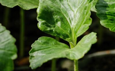 Fórum Florestal Paulista define caminhos para fortalecer a restauração ecossistêmica no estado