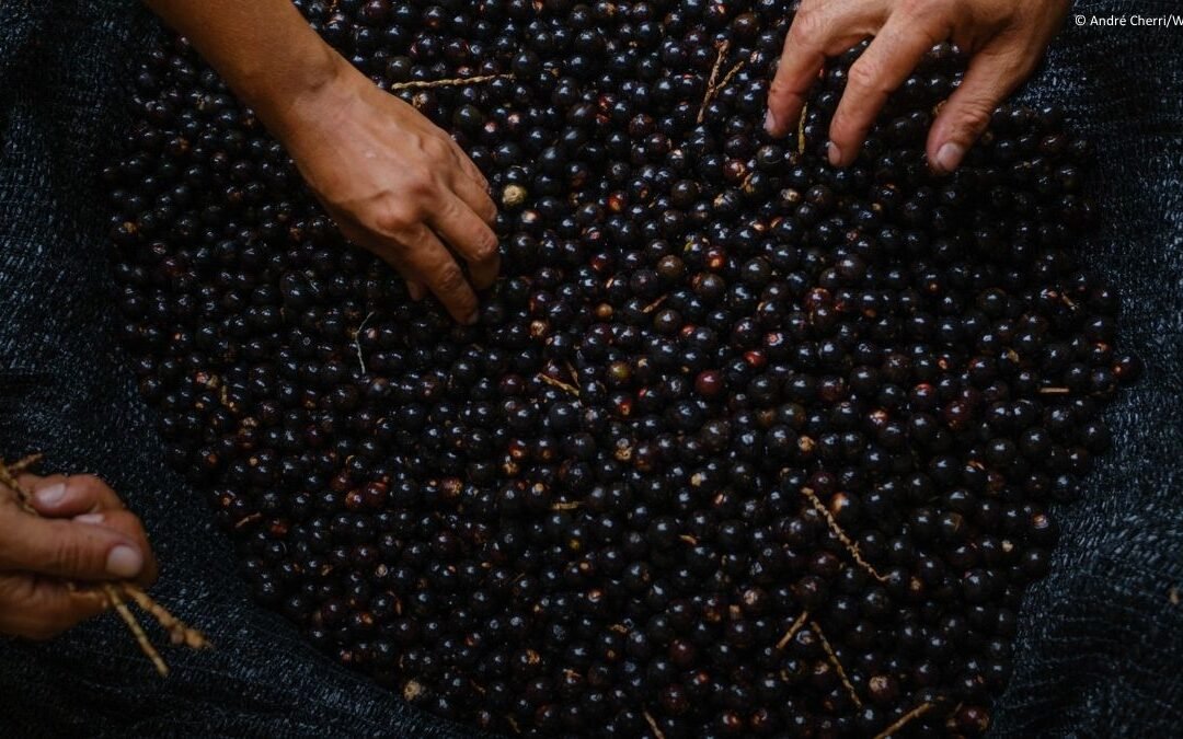 Conselho de Coordenação nacional do Diálogo Florestal tem três novas organizações da sociedade civil