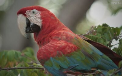 Candidaturas recebidas para o Conselho de Coordenação do Diálogo Florestal