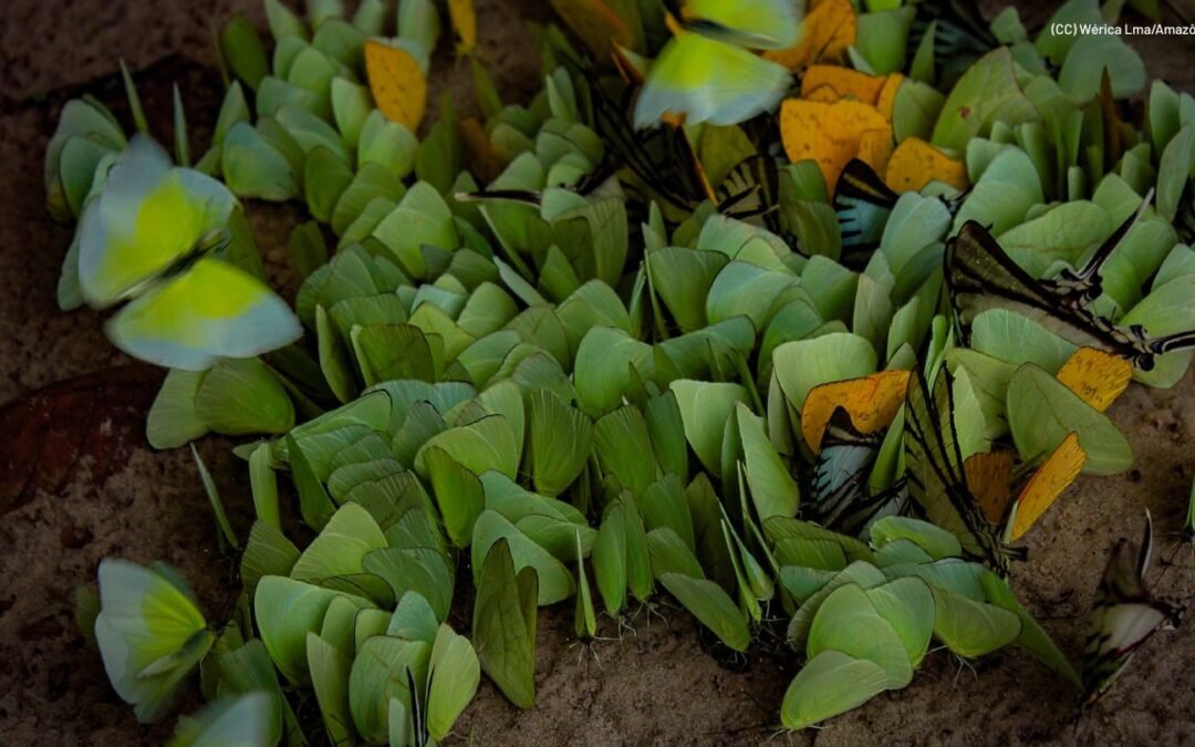 Fórum Florestal da Amazônia renova seu Conselho de Coordenação