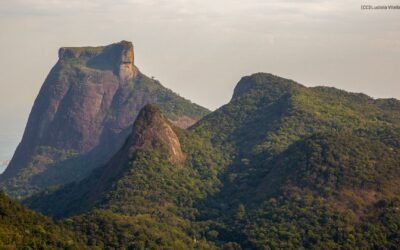 Fórum Florestal Fluminense destaca oportunidades para ampliar a restauração no estado