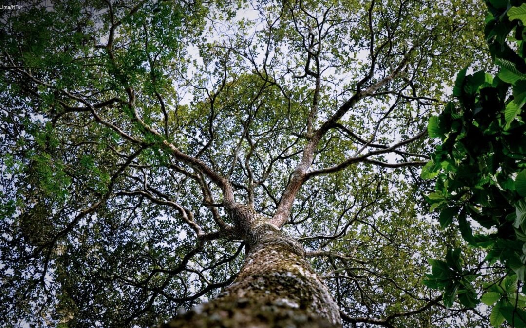 Fórum Florestal da Amazônia compartilha desafios e recomendações para o manejo florestal em UPAs Únicas