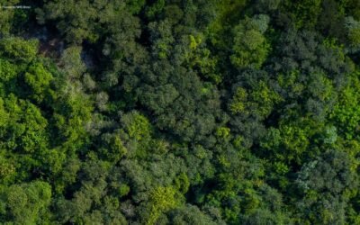 Diálogo Florestal promove webinar sobre a implementação das Cotas de Reserva Ambiental (CRA) no Brasil