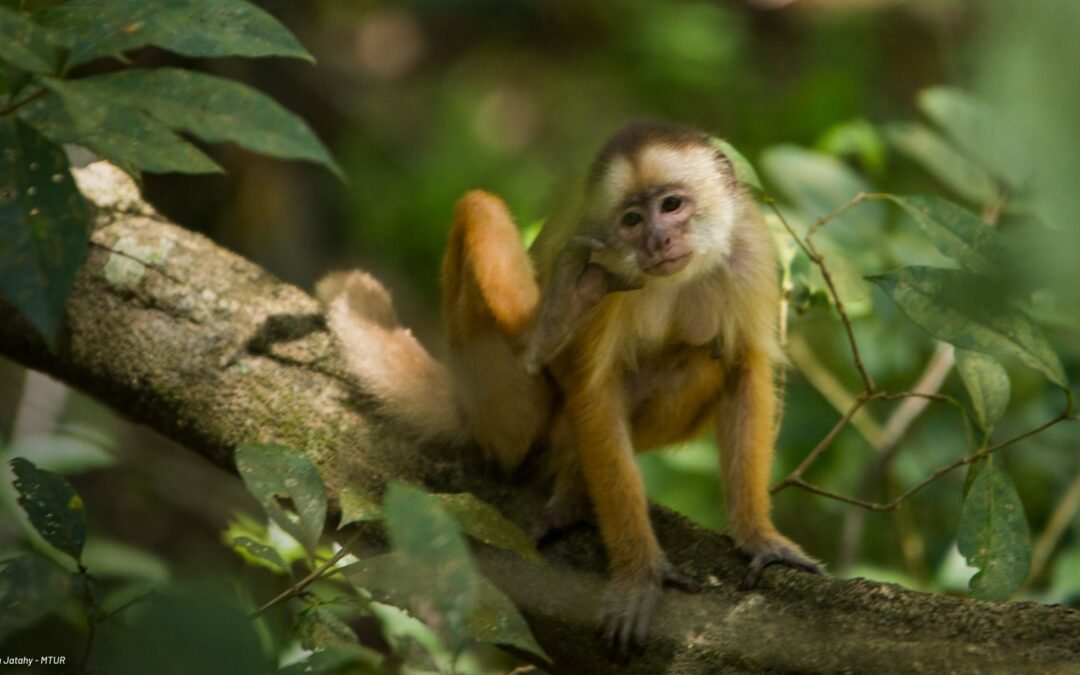 Diálogo Florestal lança mapeamento de ações em biodiversidade