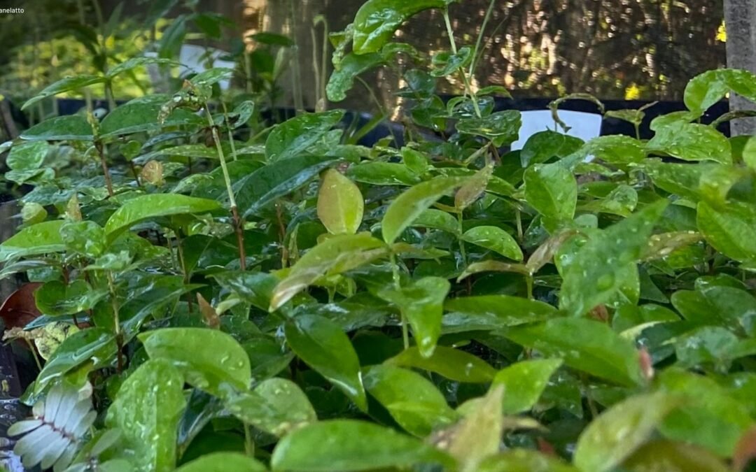 MapBiomas mostra onde a recuperação da vegetação nativa está acontecendo