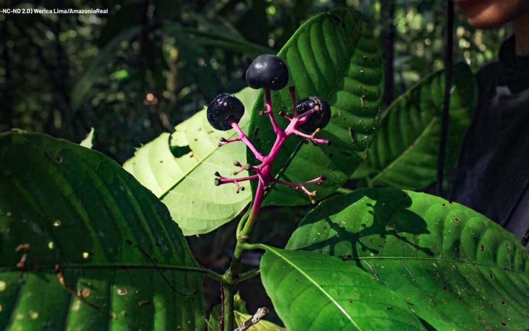 Manejo florestal comunitário de uso múltiplo em diálogo no Fórum Florestal da Amazônia