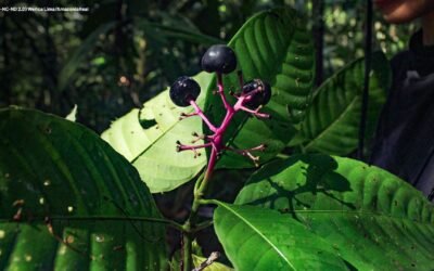 Manejo florestal comunitário de uso múltiplo em diálogo no Fórum Florestal da Amazônia