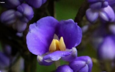 Fórum Florestal Paulista cria grupos de trabalho sobre florestas plantadas e água, restauração ecossistêmica e conservação da biodiversidade