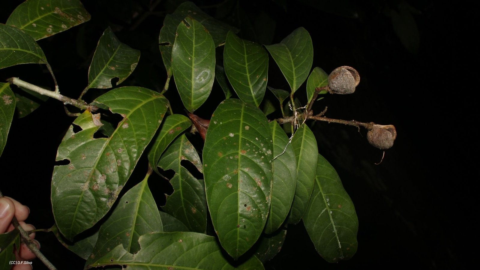 Andreadoxa flava - CC) D.F.Silva