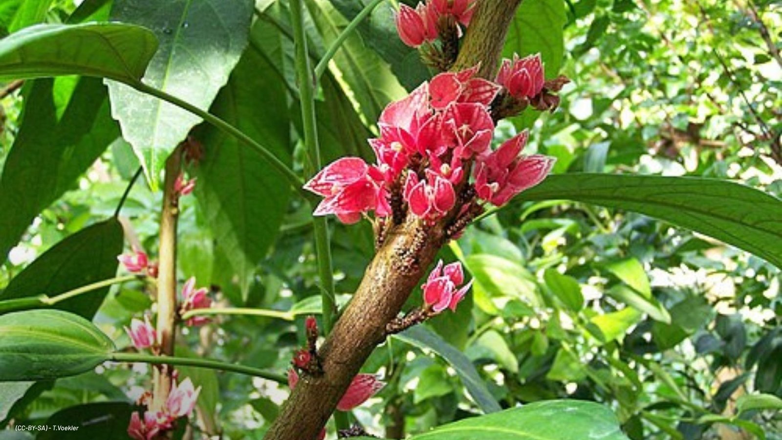 Pavonia cauliflora - (CC-BY-SA) T.Voekler