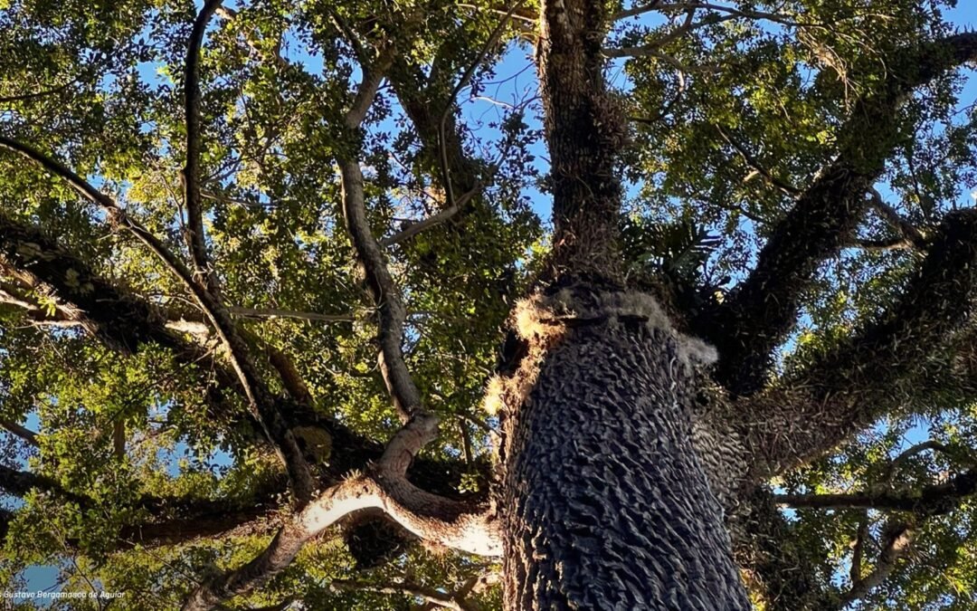Fórum Florestal da Bahia contribui em oficina de monitoramento de árvores ameaçadas de extinção na Hileia Baiana