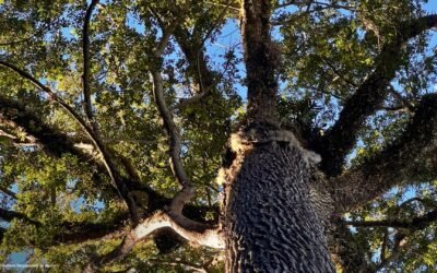 Fórum Florestal da Bahia contribui em oficina de monitoramento de árvores ameaçadas de extinção na Hileia Baiana