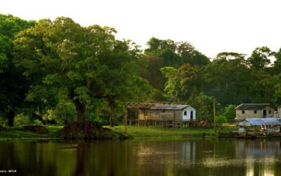 Fórum Florestal da Amazônia participa da construção do Programa Nacional de Manejo Florestal Comunitário e Familiar