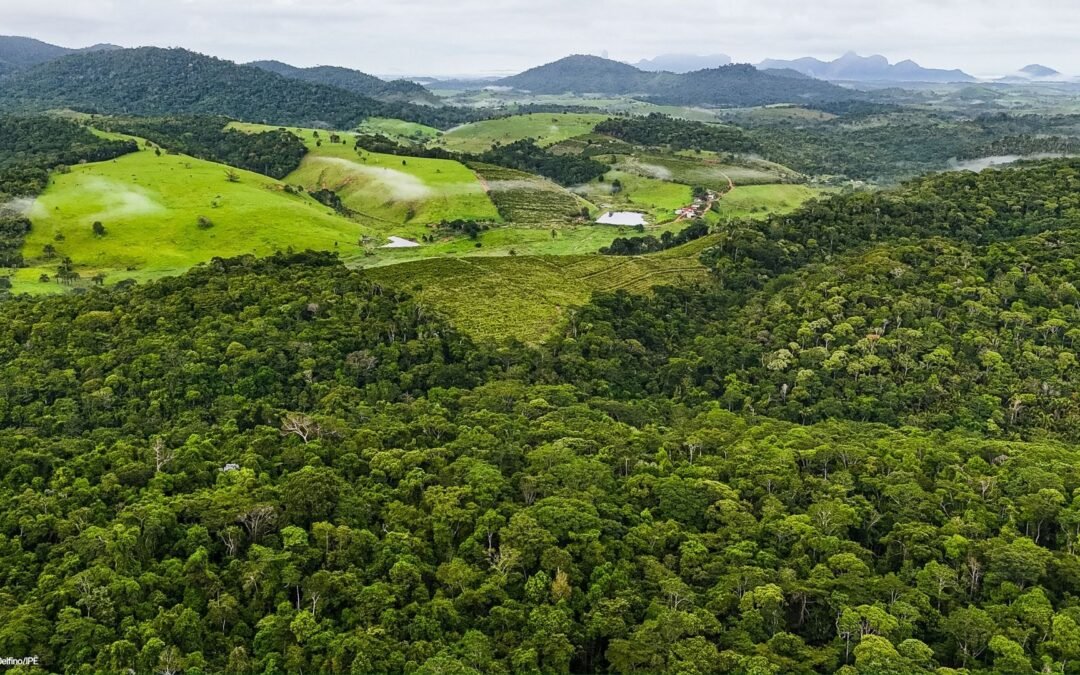 Fórum Florestal da Bahia abre seleção para atualizar o maior mapeamento de uso do solo da Mata Atlântica no Sul da Bahia